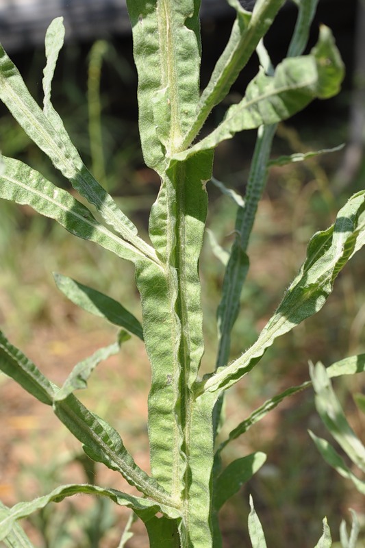 Image of Centaurea solstitialis specimen.