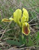 Iris pumila. Цветущее растение. Крым, Карадагский заповедник, степной склон. 7 апреля 2013 г.