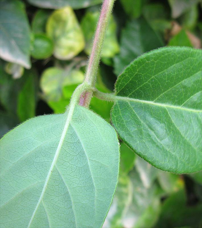 Image of Lonicera japonica specimen.