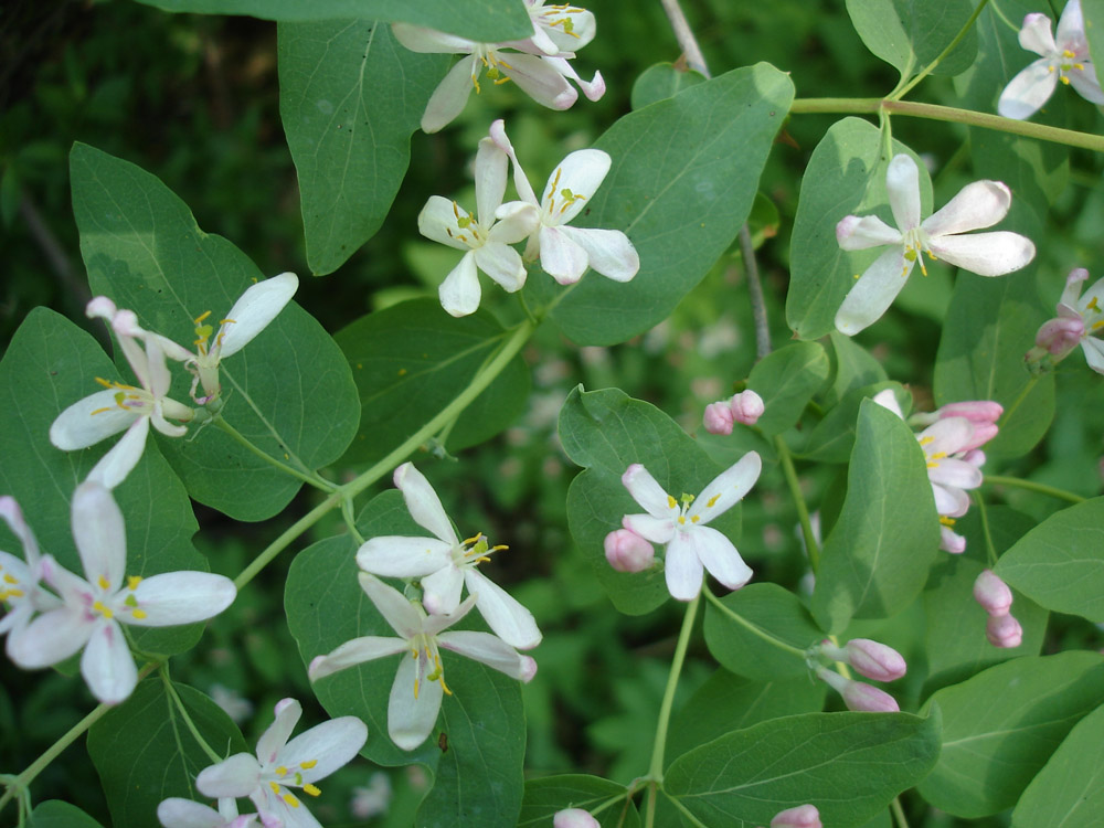 Image of Lonicera tatarica specimen.