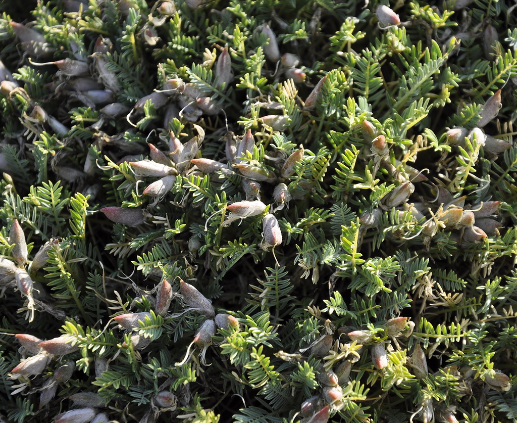 Image of Astragalus angustifolius specimen.