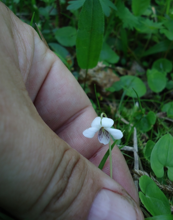 Image of Viola hultenii specimen.