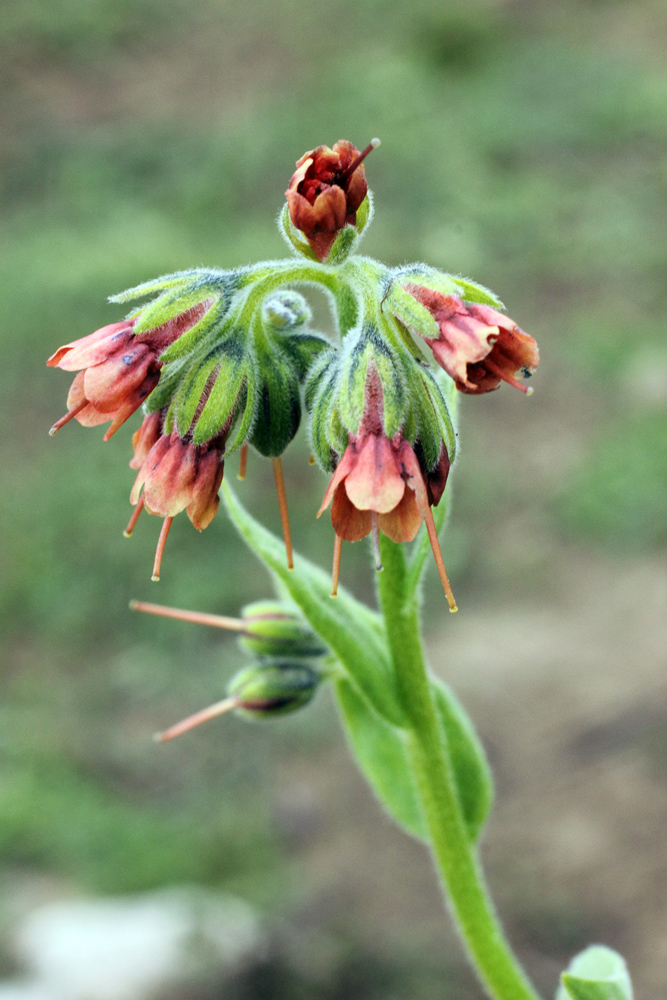 Image of Lindelofia tschimganica specimen.