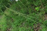 Artemisia tanacetifolia. Цветущие растения. Архангельская обл., Холмогорский р-н, окр. пос. Усть-Пинега, крутой берег р. Пинега. 20.07.2013.