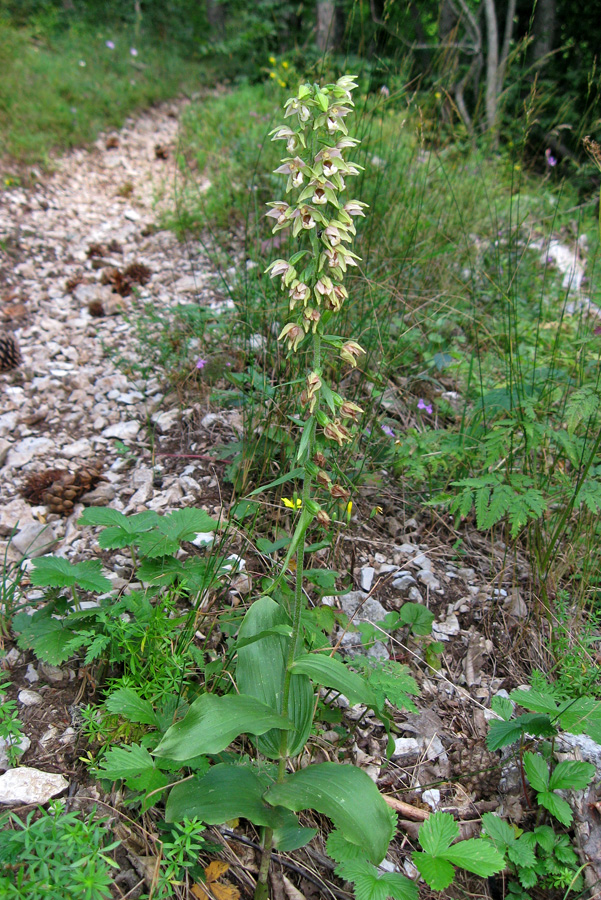 Изображение особи Epipactis helleborine.