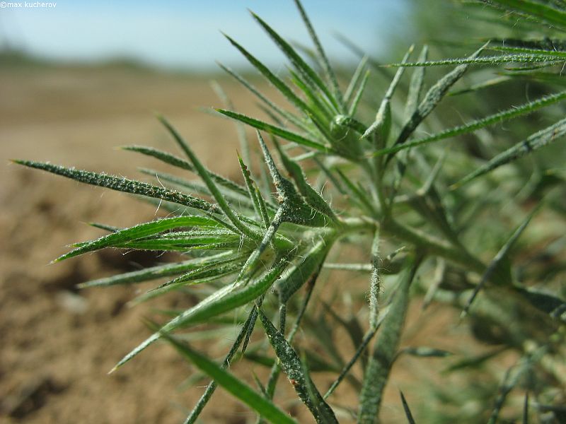 Изображение особи Ceratocarpus arenarius.