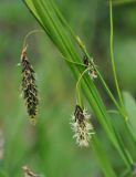 Carex riishirensis. Часть побега с соцветиями. Камчатский край, Ключевская группа вулканов, окрестности перевала Толуд. 20.07.2013.