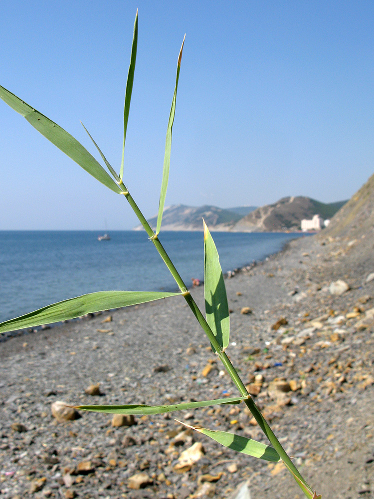 Изображение особи Phragmites australis.