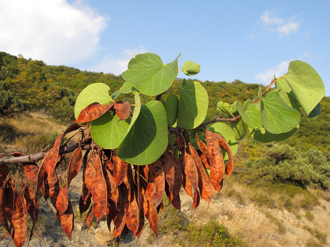 Image of Cercis siliquastrum specimen.