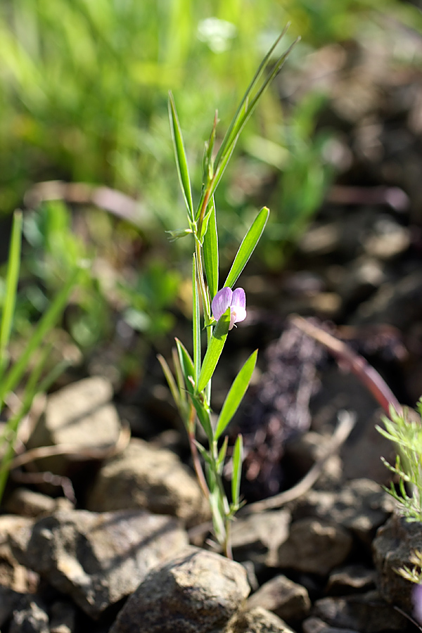 Изображение особи Lathyrus inconspicuus.