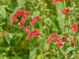 Persicaria lapathifolia. Верхушка цветущего растения. Чувашия, окр. г. Шумерля, пойма р. Сура. 14 сентября 2013 г.