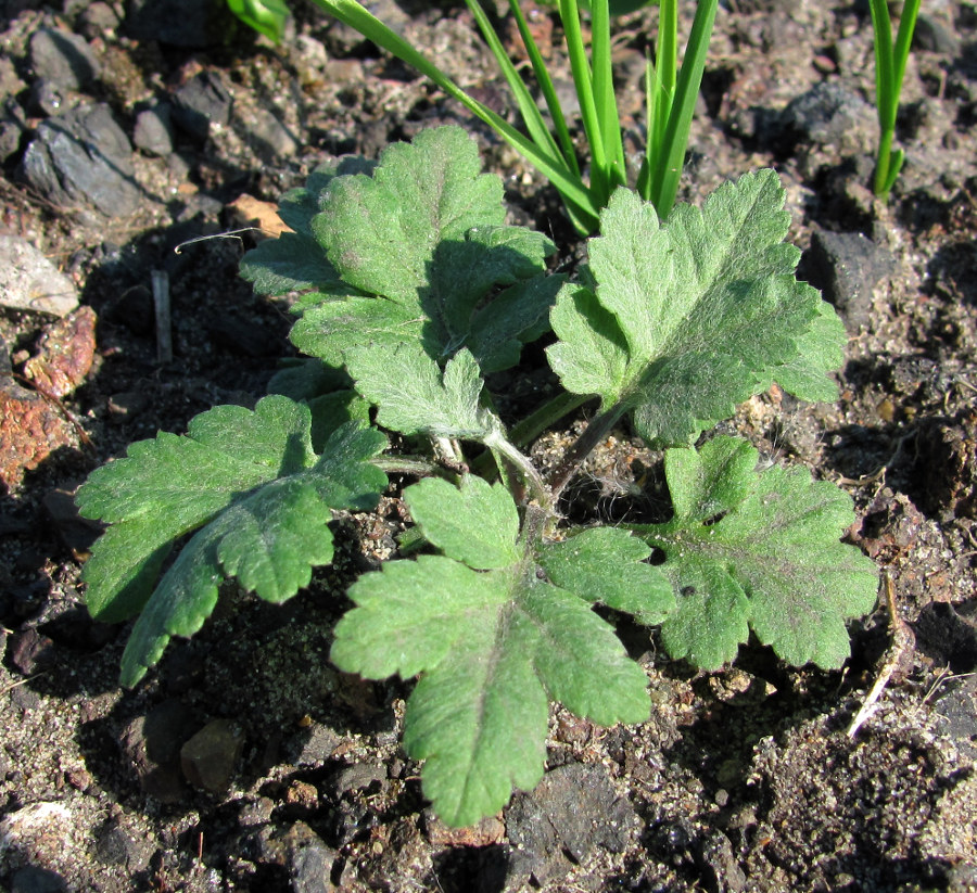 Изображение особи Artemisia vulgaris.