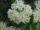 Viburnum lentago