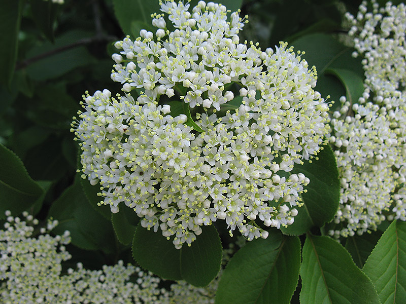 Image of Viburnum lentago specimen.