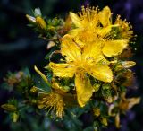 род Hypericum