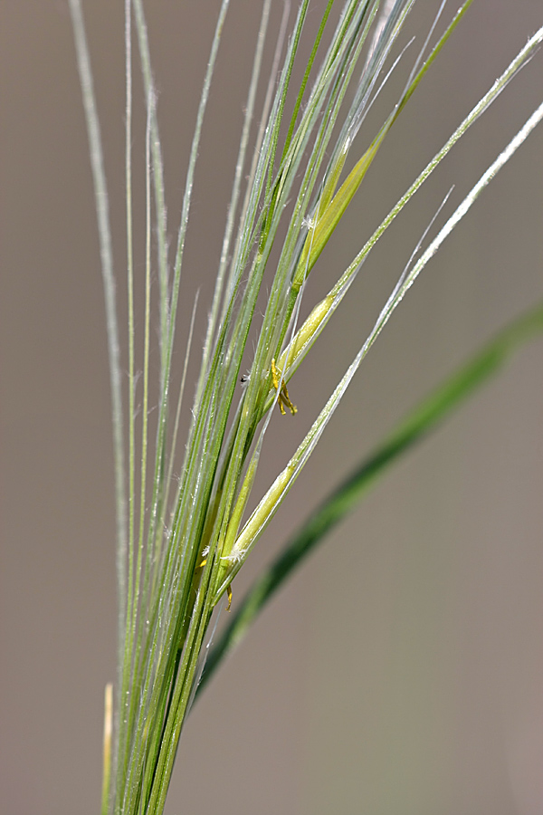 Изображение особи род Stipa.