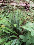 Blechnum spicant