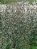 Atriplex hortensis