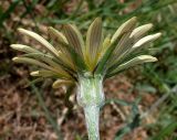 Tragopogon dasyrhynchus