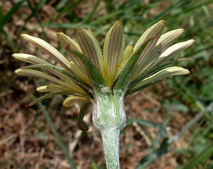 Изображение особи Tragopogon dasyrhynchus.