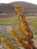 Rumex maritimus