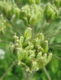 Heracleum dissectum. Незрелые плоды. Томская обл., окр. г. Томск, лесной луг. 02.07.2009.