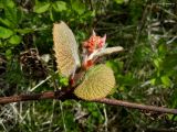 Vitis coignetiae. Побег с развивающимися соцветиями. Курильские о-ва, о. Шикотан, окр. пос. Крабозаводское, горный склон. 13.06.2013.
