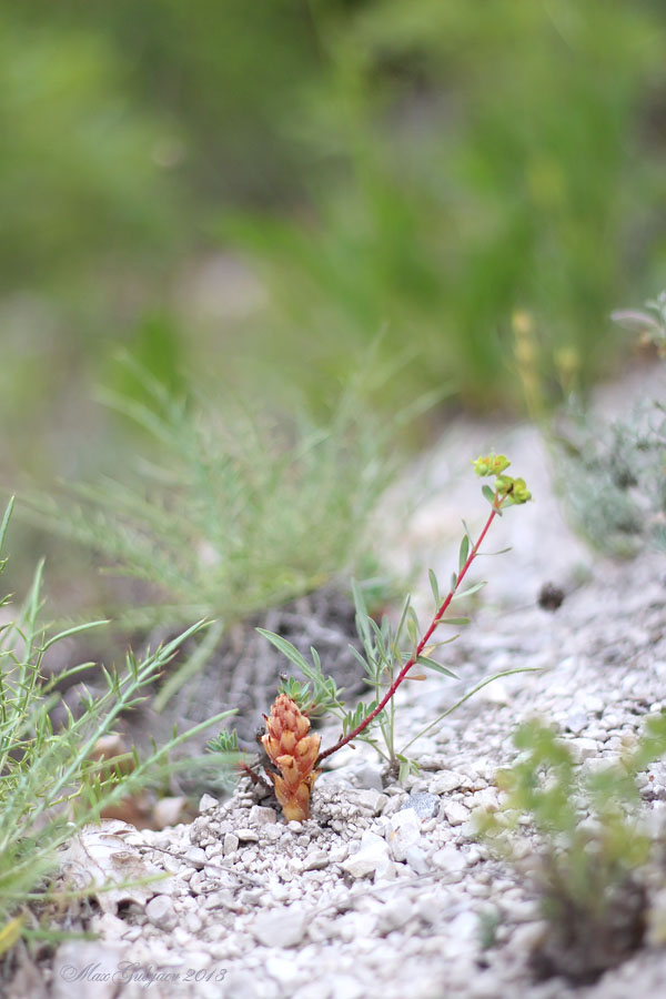 Image of Orobanche centaurina specimen.