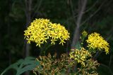 Senecio cannabifolius