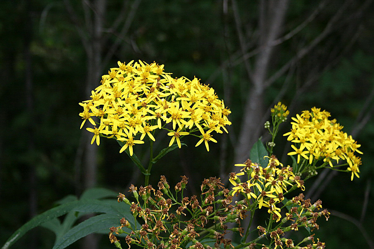 Image of Senecio cannabifolius specimen.