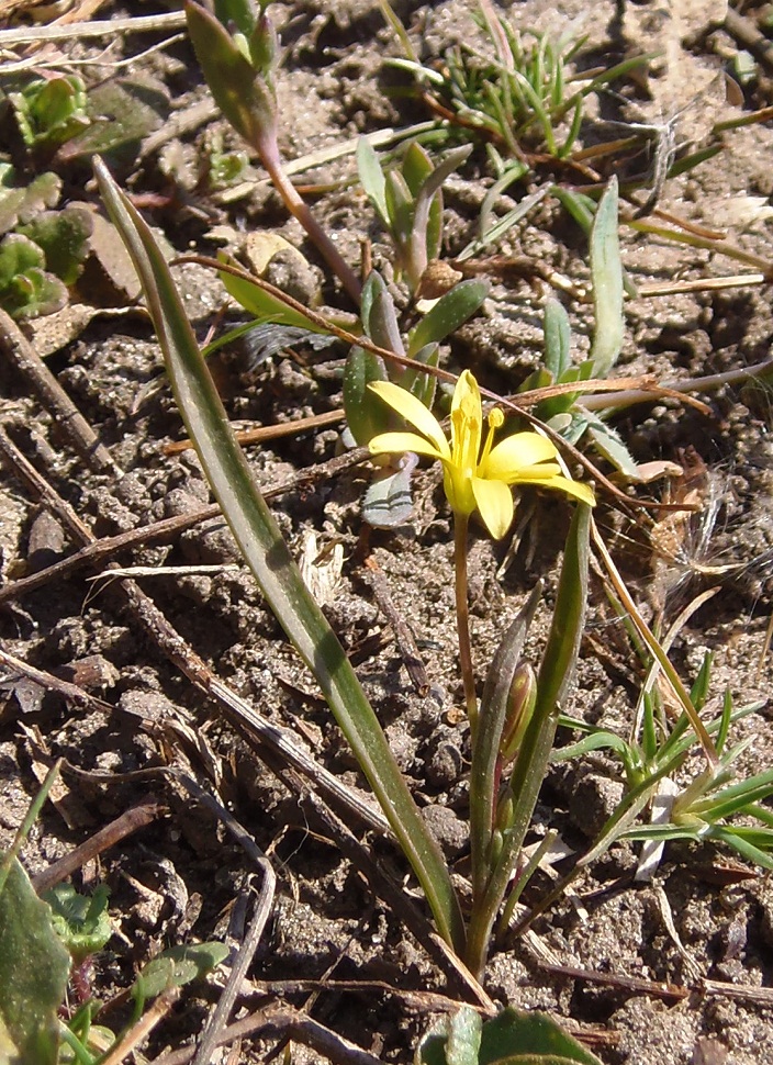 Image of Gagea paczoskii specimen.