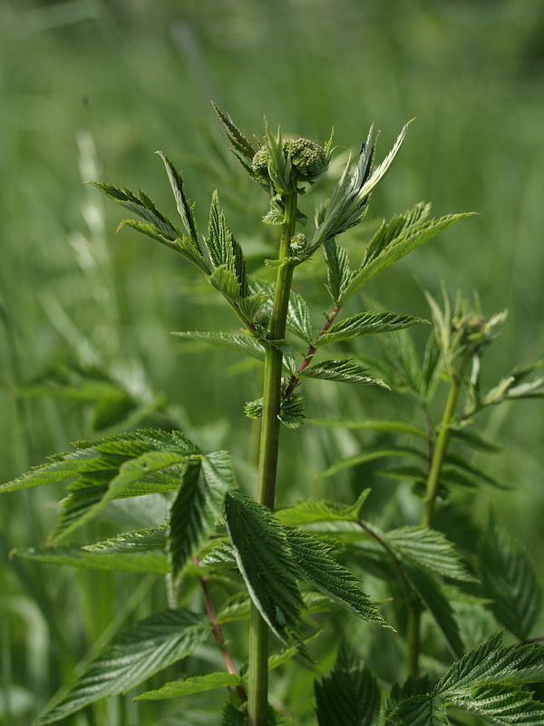 Image of Filipendula ulmaria specimen.