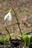 Galanthus woronowii