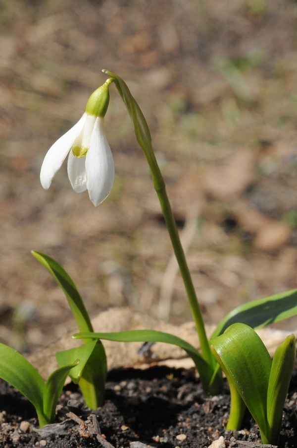 Изображение особи Galanthus woronowii.