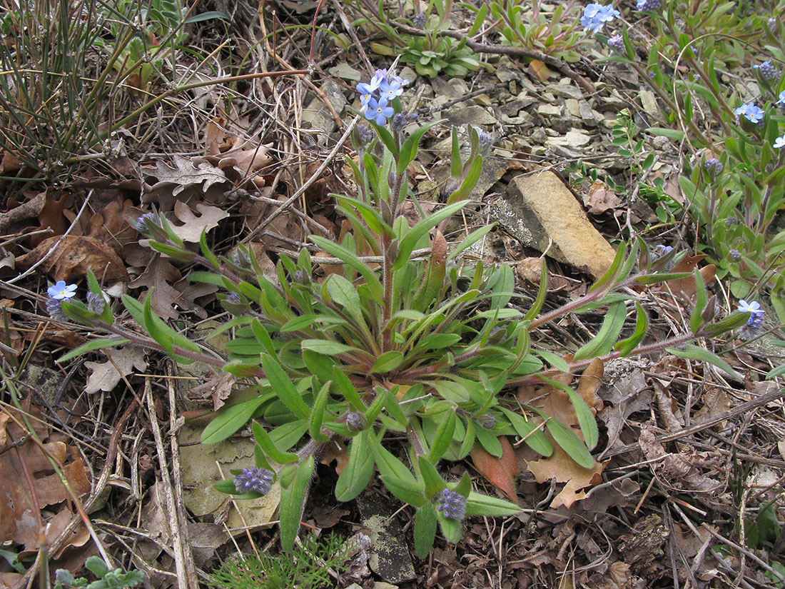 Image of Myosotis lithospermifolia specimen.