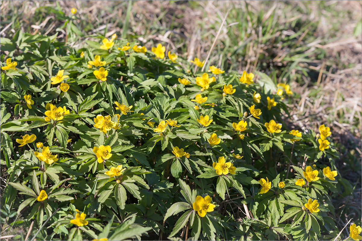 Изображение особи Anemone ranunculoides.