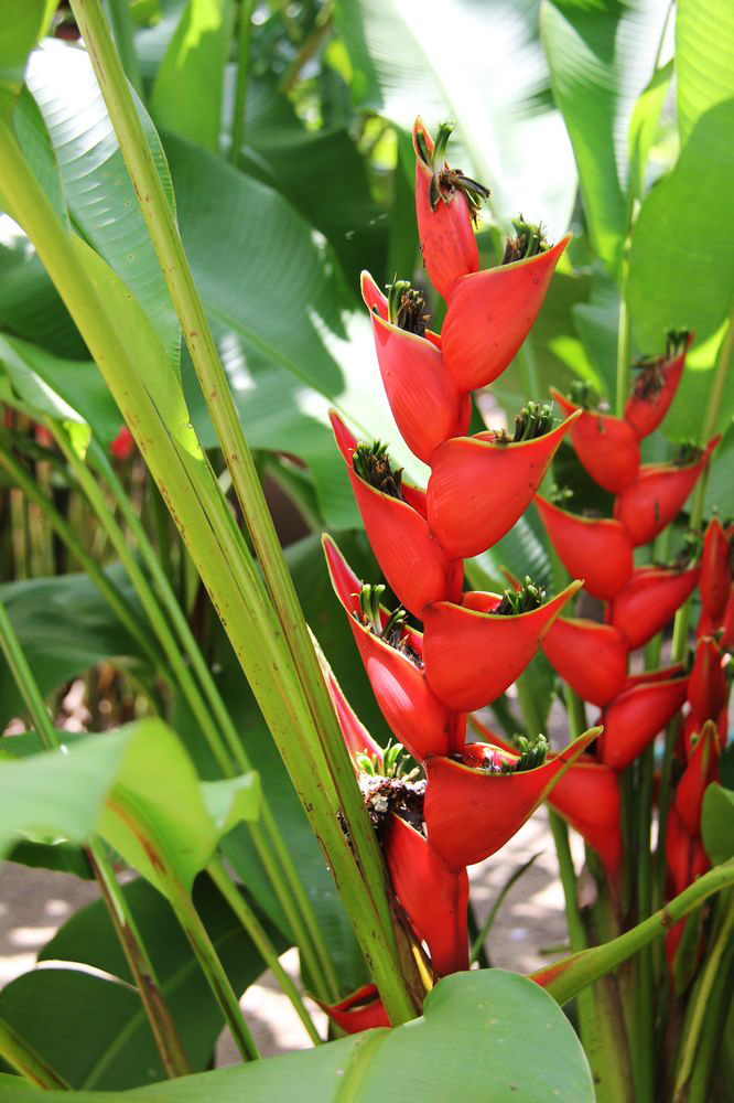 Изображение особи Heliconia stricta.