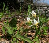 Erythronium caucasicum