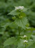 Alliaria petiolata