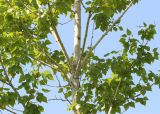 Populus &times; berolinensis