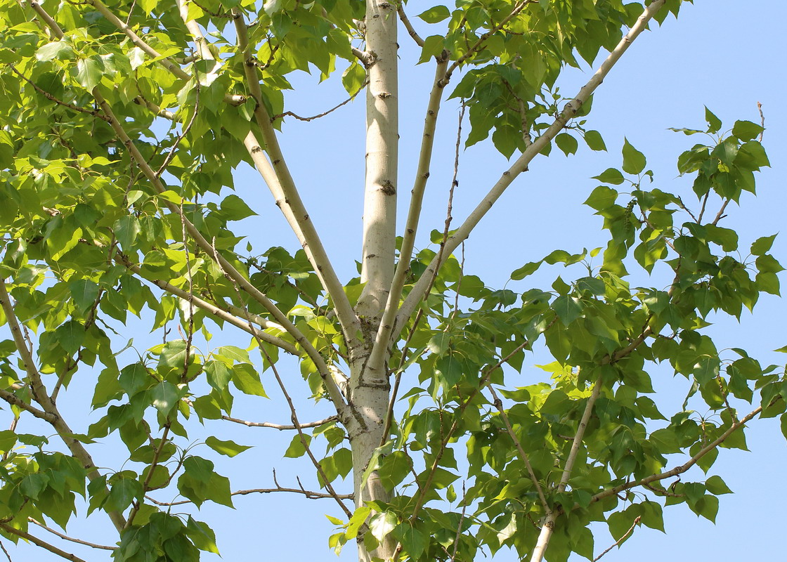 Изображение особи Populus &times; berolinensis.