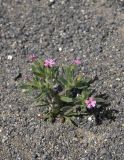 Saponaria viscosa