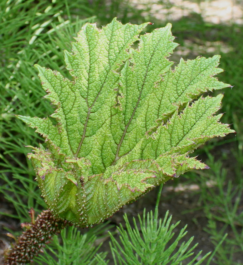 Image of Gunnera tinctoria specimen.
