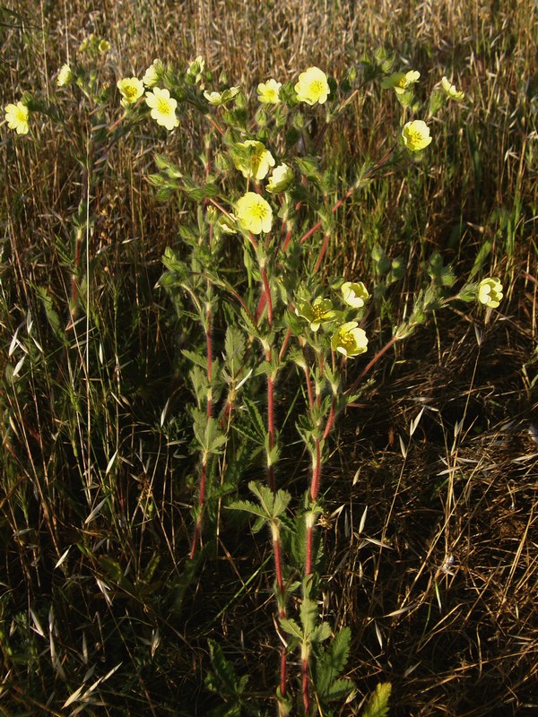 Image of Potentilla taurica specimen.