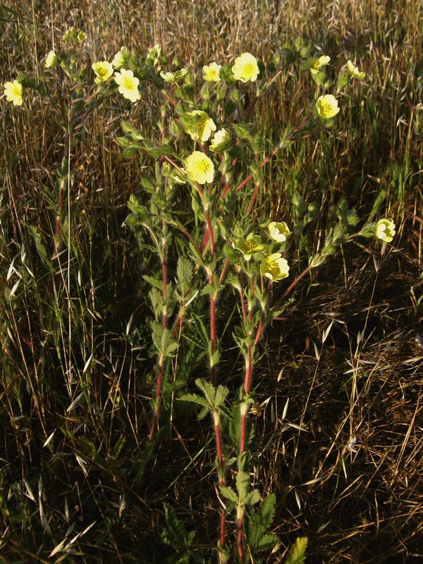 Изображение особи Potentilla taurica.