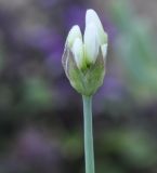 Allium