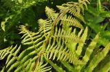 род Athyrium