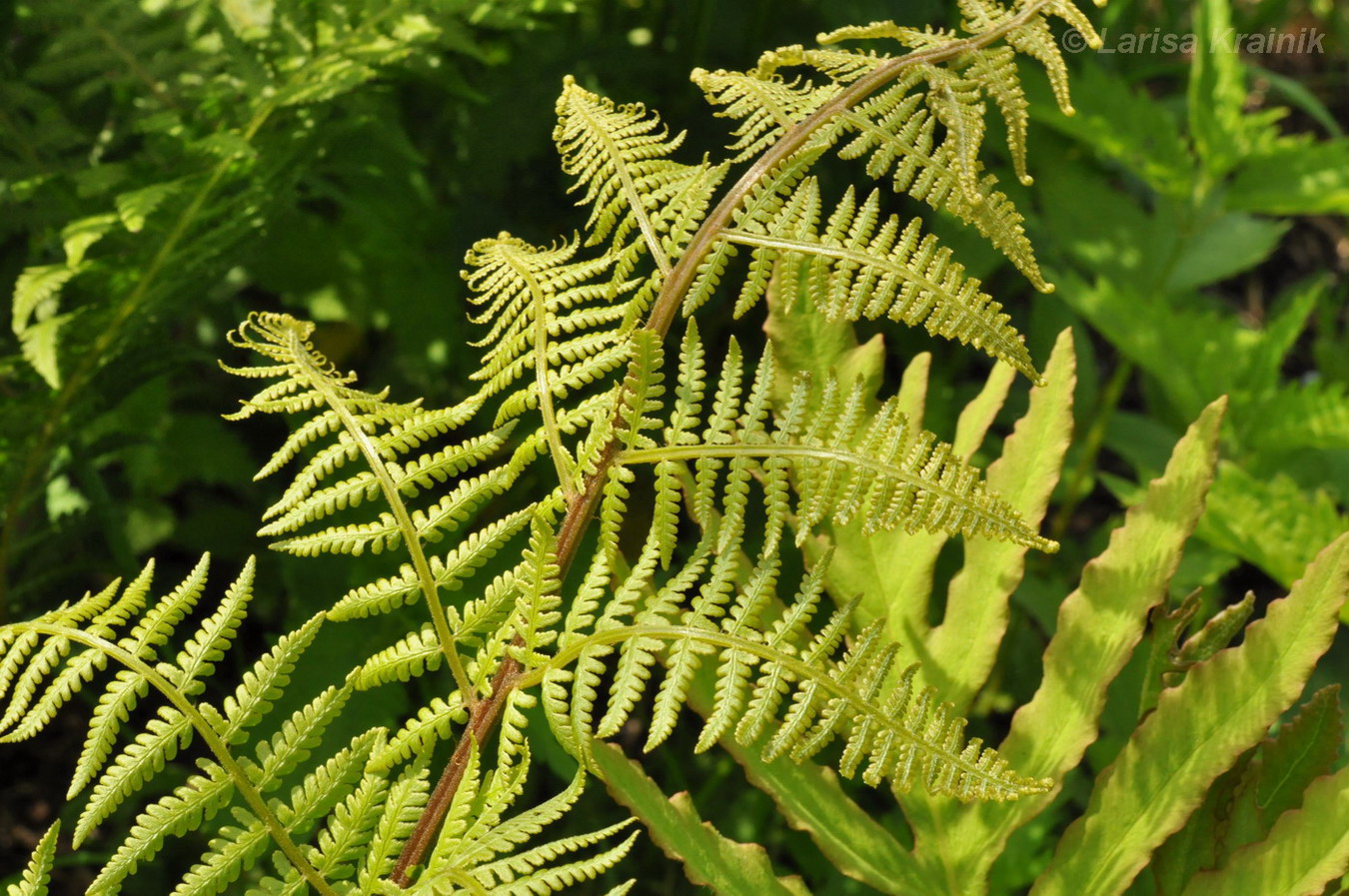 Изображение особи род Athyrium.