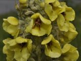 Verbascum eriophorum