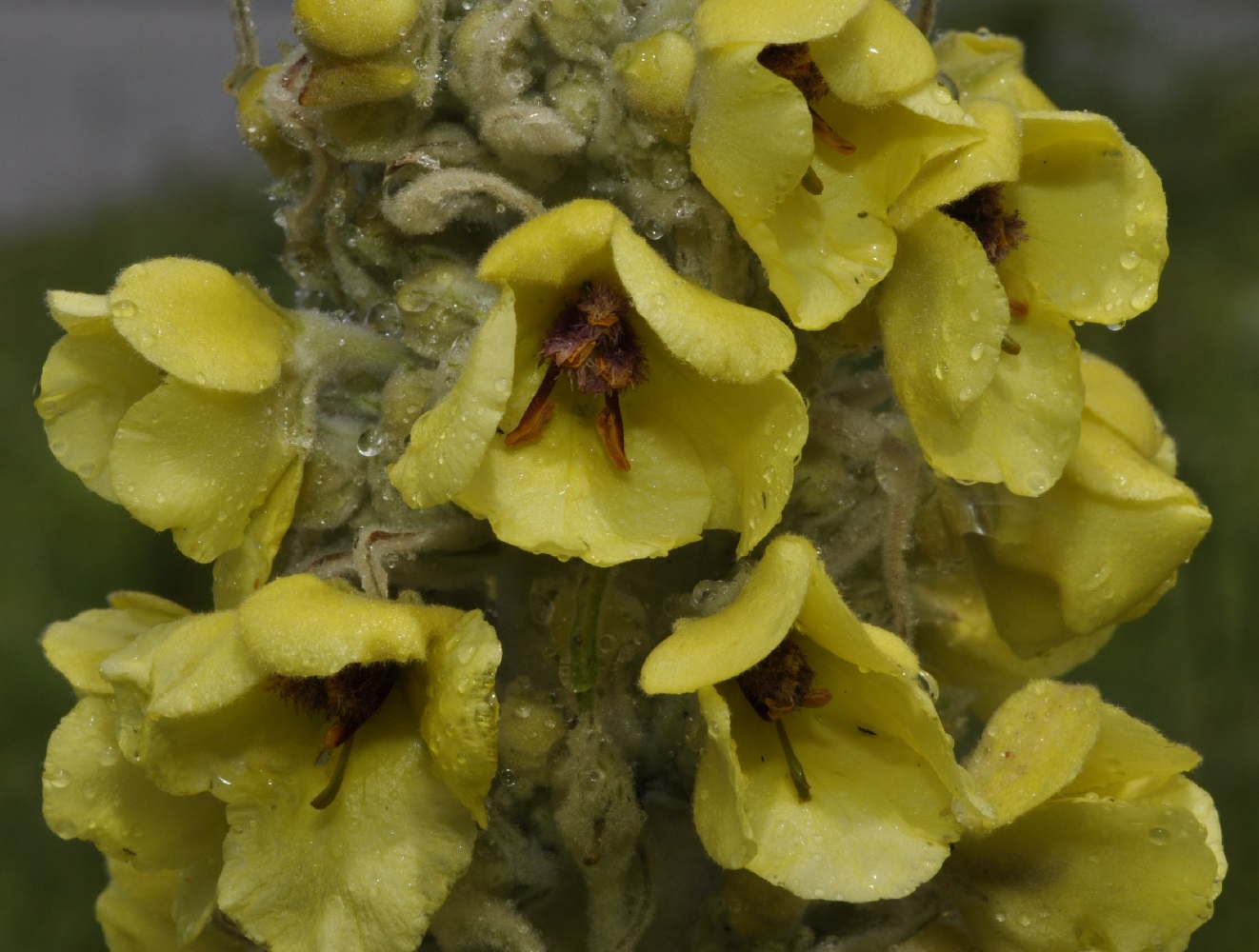 Изображение особи Verbascum eriophorum.